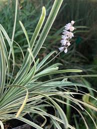 Image result for Ophiopogon