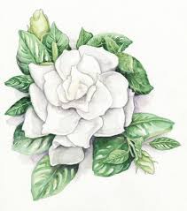 Gardenia Jasminoides Chuck Hayes Gardenia Tattoo Gardenia Flower Drawing