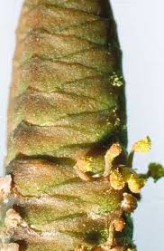 Image result for Erythrococca welwitschiana