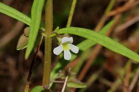 Image result for Bacopa floribunda