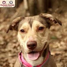 Search for dogs for adoption at shelters near nashua, nh. Nashua Nh Mixed Breed Medium Meet Bria A Dog For Adoption Pets Kitten Adoption Mixed Breed