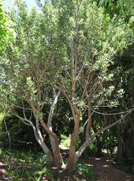 Image result for Sterculia africana