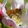 Honey Bee Fruits from treefruit.wsu.edu