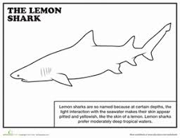 Lemon fruit coloring pages is a coloring page i like most of all. Lemon Shark Worksheet Education Com