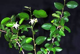 Image result for Grewia praecox