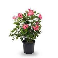 Check spelling or type a new query. 1 5 Gallon In Pot Hardy Hibiscus L2556 In The Perennials Department At Lowes Com