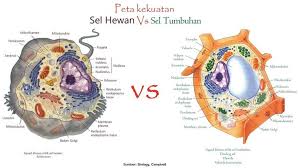 Gambar Peta Kekuatan Sel Hewan Dan Tumbuhan Dari Kumpulan Berbagai Gambar Sel Hewan Di 2020 Sel Hewan Gambar Hewan