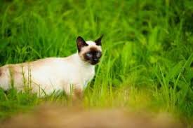 This means we bring the veterinary hospital right to your door! About Our Veterinary Hospital Family Pets Veterinary Care