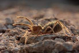 Camel spiders will occasionally follow humans, but only to hide in their shadow. Camel Spiders Distinguishing Fact From Fiction With 5 Myths Unraveled Pest Wiki