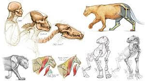 Do you ever draw humans? Introduction To Animal Anatomy The Gnomon Workshop