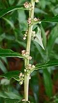 Image result for Pouzolzia guineensis