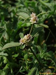 Image result for Alternanthera sessilis