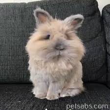 Sometimes, it can be difficult to know what our rabbits are thinking. Look At My Nose Twitching Video Cute Animals Cute Baby Animals Cute Funny Animals