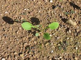 Image result for Sonchus oleraceus