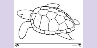 Simply do online coloring for coral reef fish tank coloring pages directly from your gadget, support for ipad, android tab or using our web feature. Free Turtle Colouring Sheet Colouring Sheets