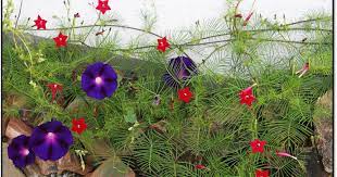 During One Of My Morning Walks A Few Years Ago I Saw A Creeper With Small Red Starred Flower And Feathery Gree Organic Gardening Green Leaves Watering Globe