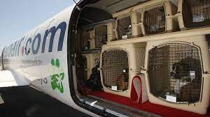 In linea di massima, nel caso di voli nazionali, per i cani che viaggiano in cabina c'è un supplemento che si aggira intorno ai 20 euro per i voli, per i cani che viaggiano nella stiva con peso tra 10 e 30 kg, la tariffa è di circa 50 euro, mentre per quelli con peso da 30 a 70 kg la tariffa è di circa 50 euro, cui vanno aggiunti circa 5. Viaggiare Con Un Cane In Aereo
