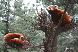 Последние твиты от central park zoo (@centralparkzoo). New York Central Park Zoo Steckbrief