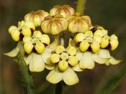 Image result for Asclepias adscendens