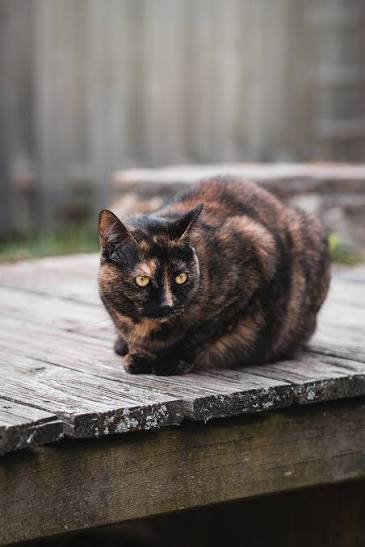 20,000+ Free Tortie Cat & Pet Images - Pixabay