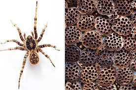 Our online phobia trivia quizzes can be adapted to suit your requirements for taking some of the top phobia quizzes. Only A Brainbox Can Get 100 On This Phobia Quiz