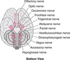 Overview Of The Cranial Nerves Brain Spinal Cord And Nerve Disorders Cranial Nerves Nerve Disorders Craniosacral Therapy