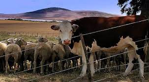 Farm animals kept for use and profit. Livestock Definition Examples Facts Britannica