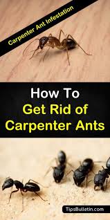 How an ant colony works. Pin On Cleaning