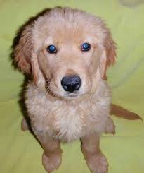 Brooke is a extra lovable, loving english cream retriever. Golden Retriver Eye Quotes Quotesgram