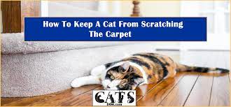 It's no coincidence that these are all areas that are highly visible to other outdoor cats. How To Keep A Cat From Scratching The Carpet Under Your Door