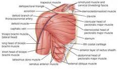 See more ideas about muscle anatomy, human anatomy, body anatomy. 18 Anatomy Ideas Anatomy Body Anatomy Muscle Anatomy