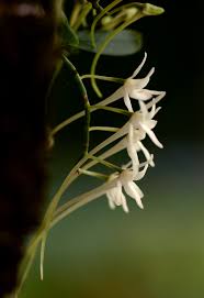 Image result for Mystacidium venosum