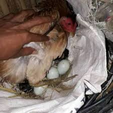 Warna telur ayam birma hijau sempat trending sebab mirip dengan telur bebeb, namun hal ini sebetulnya dapat terjadi di karenakan mutasi genetik dari indukan. Telur Ayam Birma Telur Ayam Warna Biru Shopee Indonesia