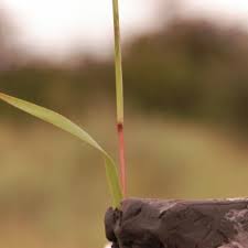 Image result for Trichoneura grandiglumis