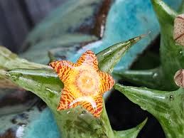 Image result for Orbea schweinfurthii