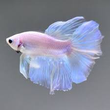 Live Betta Fish Male 034 White Transparent Hm Nv37 034 From Thailand Pet Fish Betta Fish Tank Cute Fish