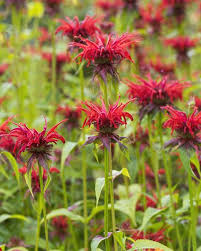 These plants can take the heat and i imagine most would welcome the added moisture and humidity. 25 Best Full Sun Perennials Plants Flowers For Sunny Gardens