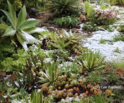 Desert cacti have a unique, strong beauty, and some of the desert cacti feature the most is cactus a succulent? Cold Weather Care For Outdoor Succulents By Region