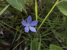 Image result for Wahlenbergia androsacea