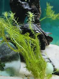 Image result for Mayaca