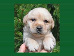 I pick up my puppy in 3 weeks! Anyone have any “must have items” for  English lab puppies? Any tips at all would be helpful 🙂 my mom has 3  English labs (