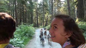 Alaskan Sled Dog Poops