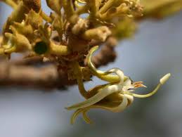 Image result for Vangueriopsis lanciflora