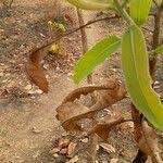 Image result for Terminalia macroptera