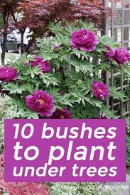 Shade Loving Shrubs 15 Beautiful Bushes To Plant Under Trees Plantes D Ombre De Jardin Planter Des Fleurs Et Arbustes De Jardin