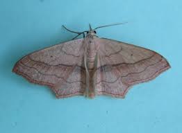 Image result for Timandra griseata