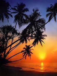 Where To Go To Watch A Breath Taking Sunset Palm Tree Sunset Amazing Sunsets Sunset Painting