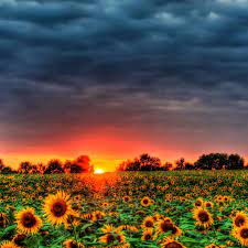 A summer wallpaper is a great way to bring summer fun straight to your computer or smartphone. 12 Best Free Summer Wallpapers Of 2021
