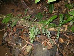 Image result for Arthropteris