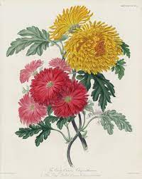 The Early Crimson Chrysanthemum The Large Quilled Orange Chrysanthemum Crimson Red Chrysanthemum Print Botanical Flowers Botanical Prints Botanical Painting